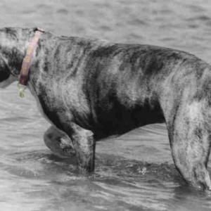 Playing in the water