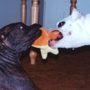 Willow and Zander playing