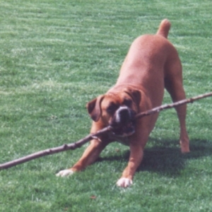 I Carry a Big Stick