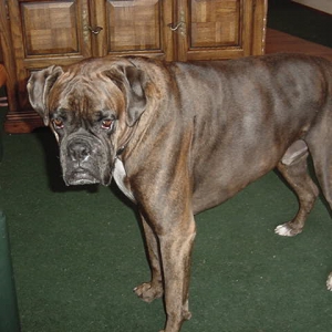 Cooper