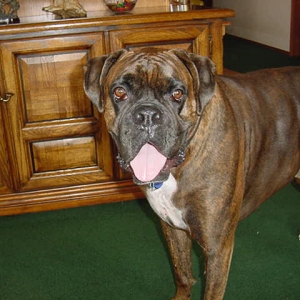 Cooper