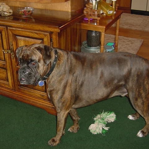 Cooper