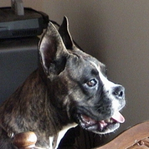 Buck 8 1/2 months