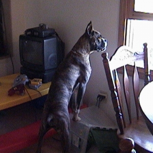 Buck on his toy box