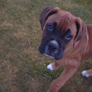 Buddy