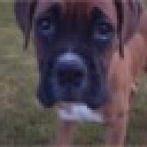 Buddy up close