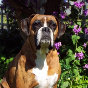 Mabel hanging out in the yard