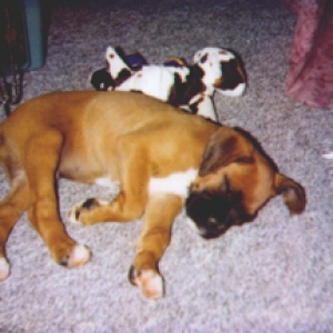 Asleep w/cow