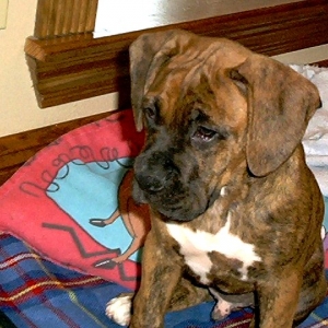 Bruiser and his blanky