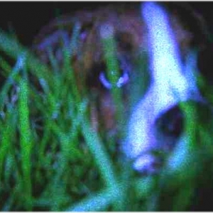 Hiding in the grass
