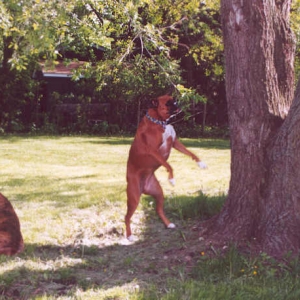 Lucy vs. The Tree