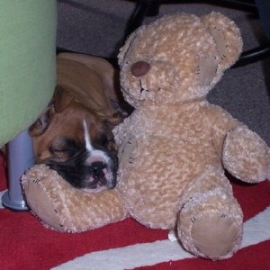 Harley asleep with teddy