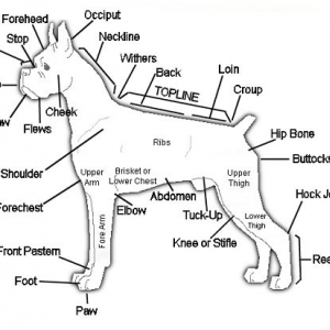 Boxer Anatomy