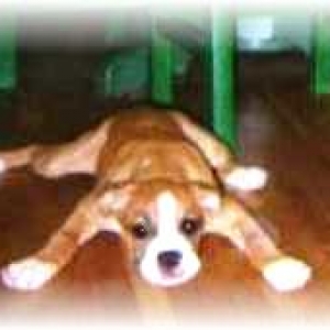 Dog or Spider??