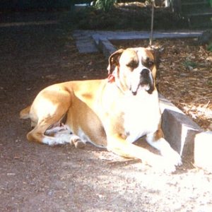 My Mollie Girl