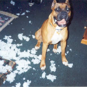 It wasn't me, I swear!