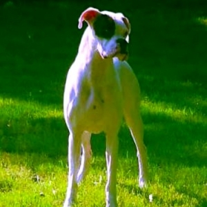 JoeBoxer