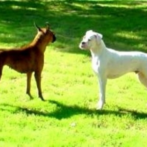 Joe and Ginger