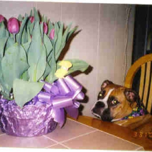 GINGER - EASTER 2002