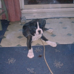 lexy at 9 weeks old