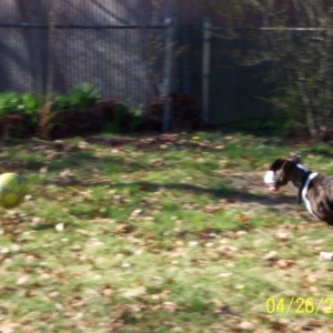 Gotta Get That Ball
