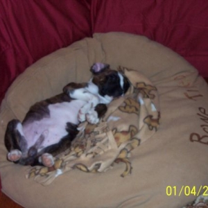 Leo Sleeping