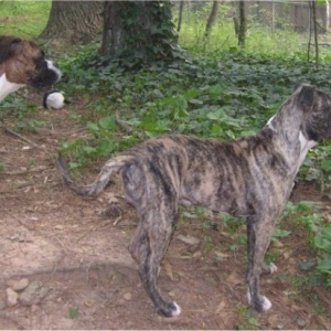 Nala and Baloo