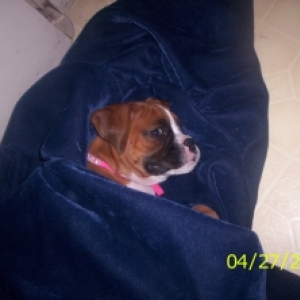 ares ready for bed