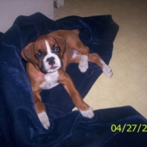 ares 9 weeks