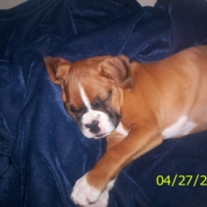 sleepy ares