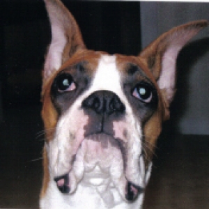 chase_head