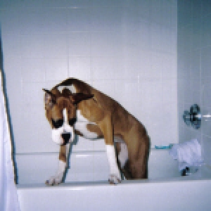 Bathtub