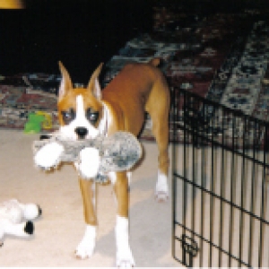 Favorite toy