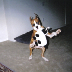 chase_action_shot