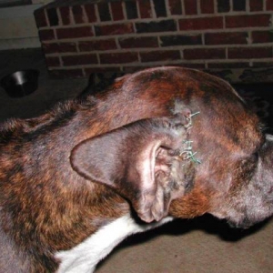 Franken boxer