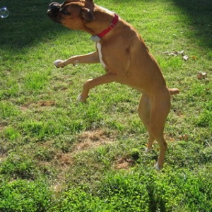 Loves Bubbles