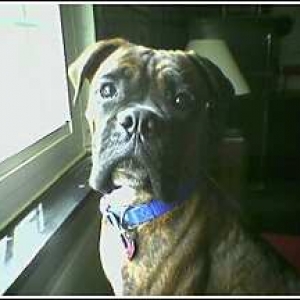 Dutchy's Half Brother