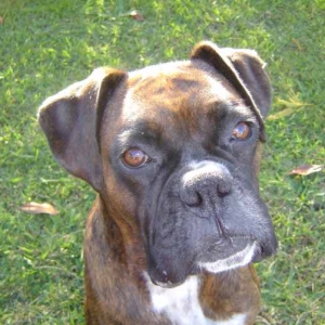 Pleeeeease gimmie the cookie