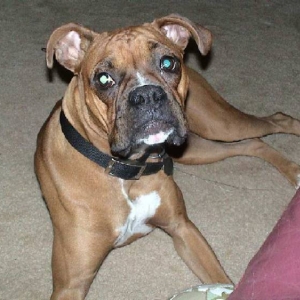 Good boy