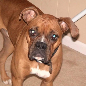 Diesel3