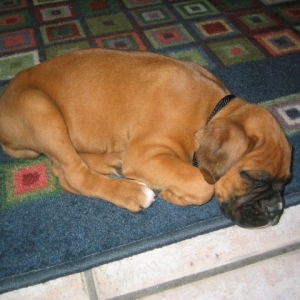 Rusty at home