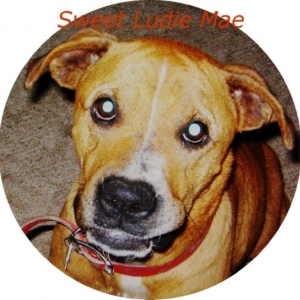 Sweet Ludie