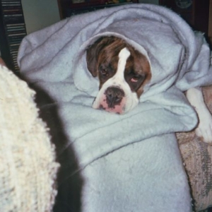 Snuggles Buggles