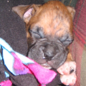 Sleeping Bru