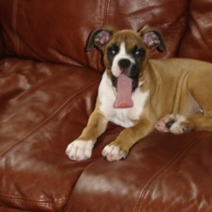 Longest tongue in Texas!