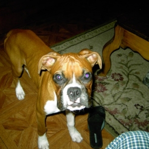 Zena