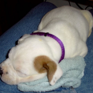 Indy1
