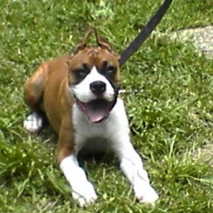 nala1