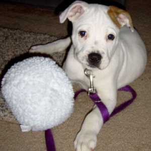Indy - 10 weeks old