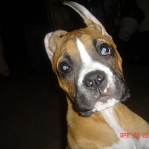 3 weeks after ear cropped